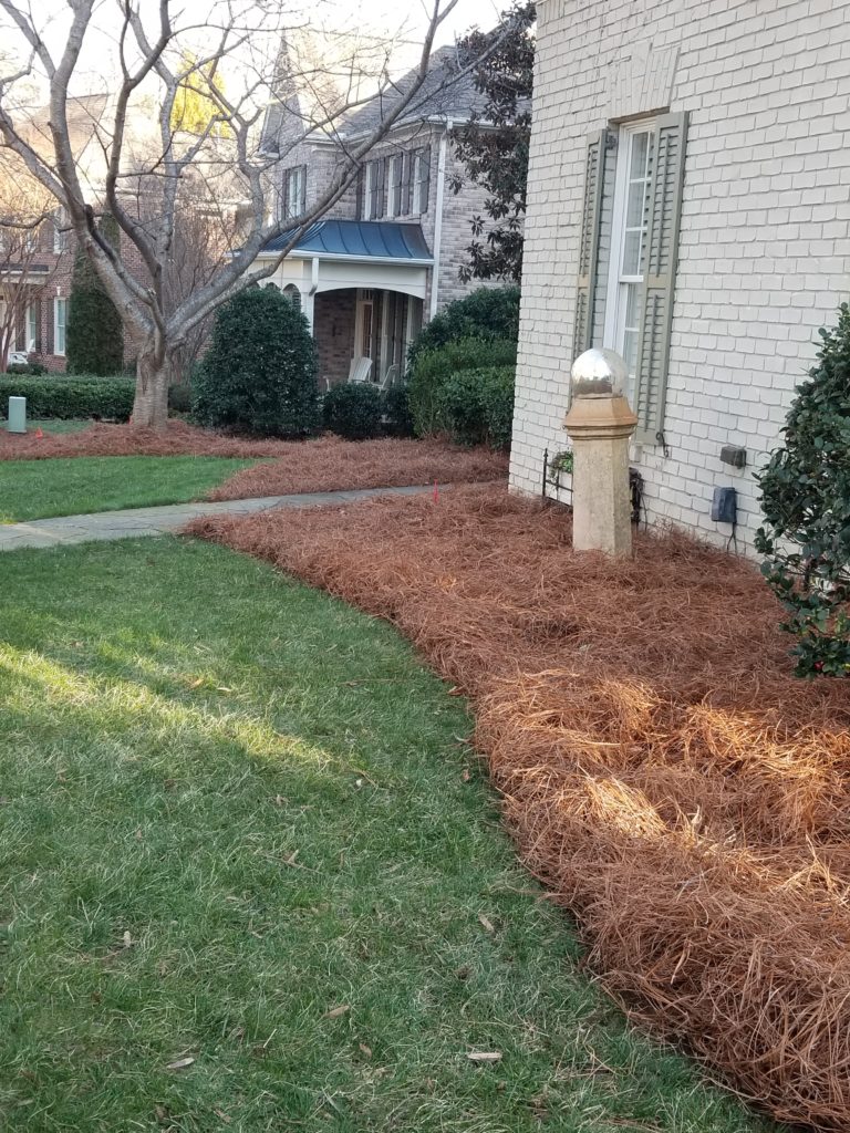 Pine Needles – GREEN EVOLUTION LANDSCAPING LLC